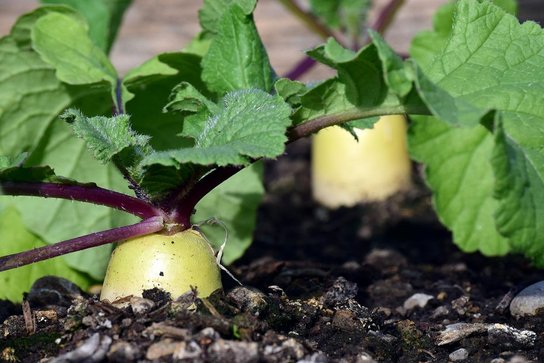 Jetzt ist die Erntezeit von Chinakohl, Zucchini, Karotten, Rettich, Endivien, Kohlarten und Fenchel. ©pixabay