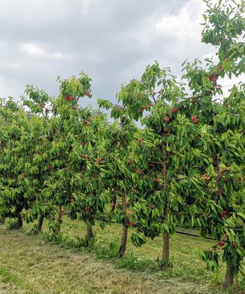 Kirschen vom Schottenstift ©Teresa Neuhold/LK Niederösterreich