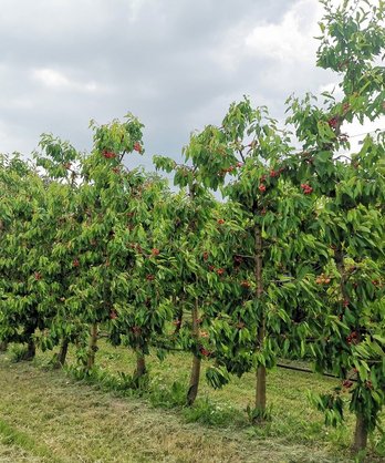Kirschen vom Schottenstift ©Teresa Neuhold/LK Niederösterreich