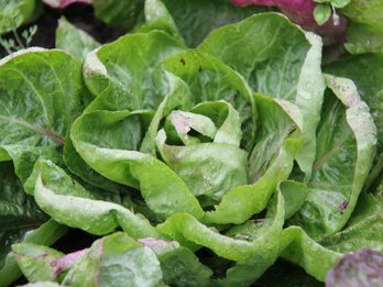 Grüner Salatkopf
