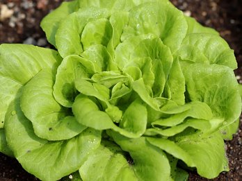 Kopfsalat als Blattgemüse wächst im Freiland