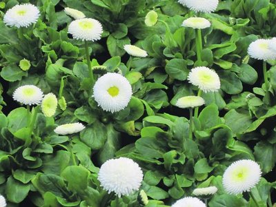 Gänseblümchen