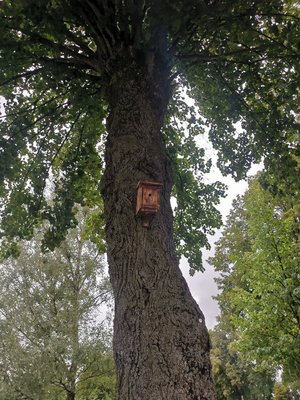 Nistkasten geflämmt St.Pöltner Friedhof ©Teresa Neuhold/LK Niederösterreich