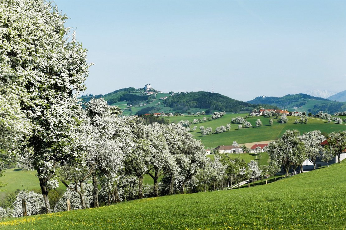 Blühende Birnbäume Richtung Sonntagberg und Ötscher ©Mostviertel Tourismus/weinfranz.at