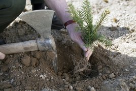 Setzen von Jungpflanzen ©www.weihnachtsbaum.at