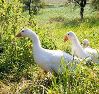 Gänse im Freien ©AMA Marketing