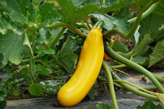 Manche Gemüsepflanzen, wie beispielsweise Zucchini, Paradeiser und Gurke, sind besonders „hungrig" und brauchen zusätzliche Nährstoffe. ©pixabay