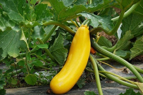 Mit der Ernte von Zucchini oder Kohlrabi solltest du nicht zu lange warten, weil sie mit der Zeit harte Kerne bekommen. ©pixabay