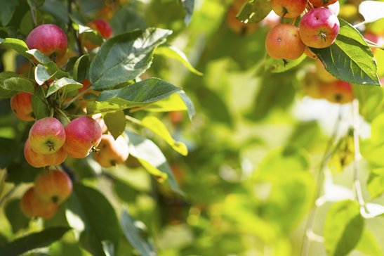 Wenn sich der Apfel mit einem Dreh vom Trieb löst, ist der richtige Zeitpunkt. ©orlovphoto/stock.adobe.com