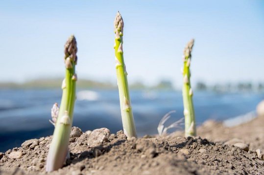 Grüner Spargel im Marchfeld wächst aus Boden im Hintergrund schwarze Folie