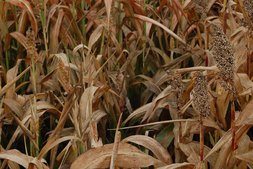 Wassermangel bei Sorghumhirse ©Harald Schally/LK Niederösterreich