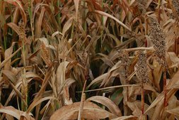 Wassermangel bei Sorghumhirse ©Harald Schally/LK Niederösterreich