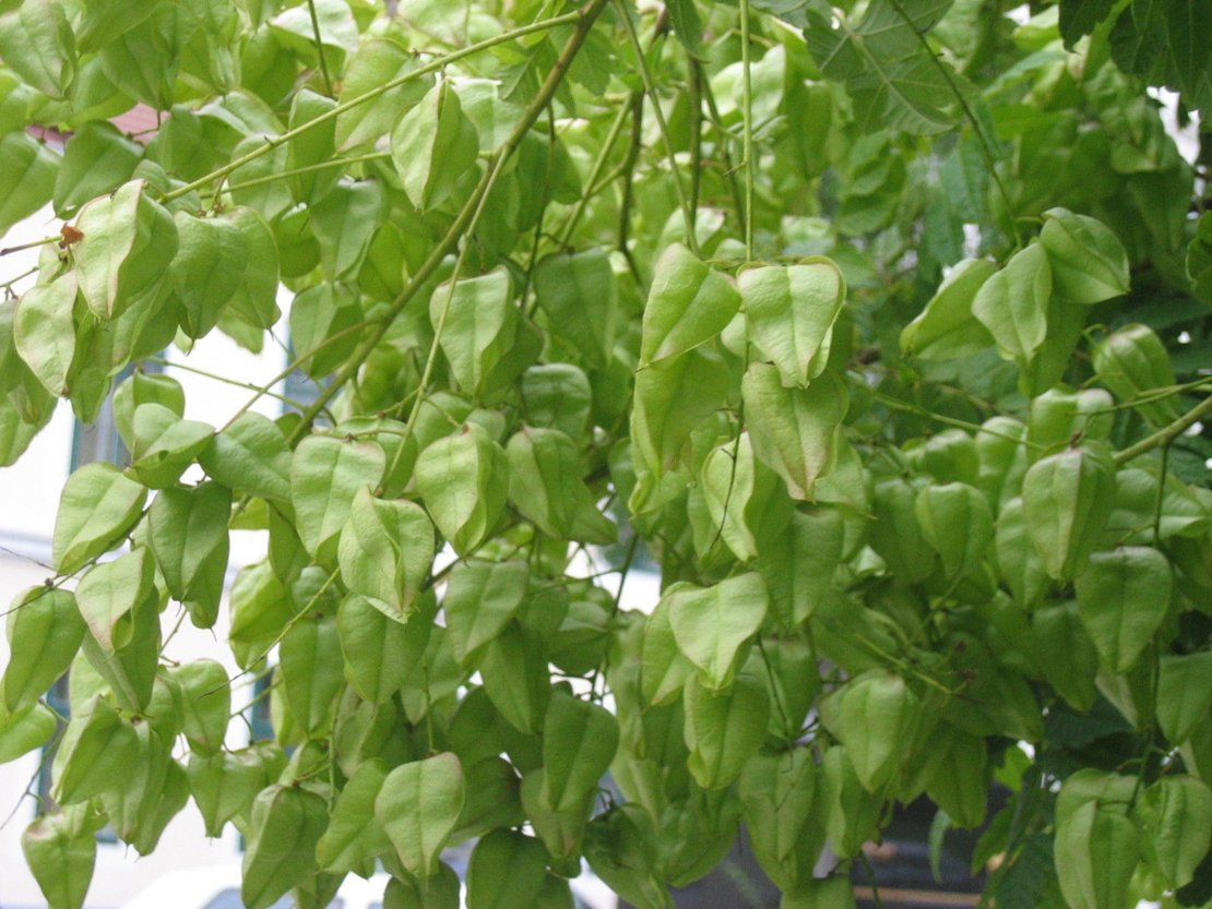 Früchte der Blasenesche