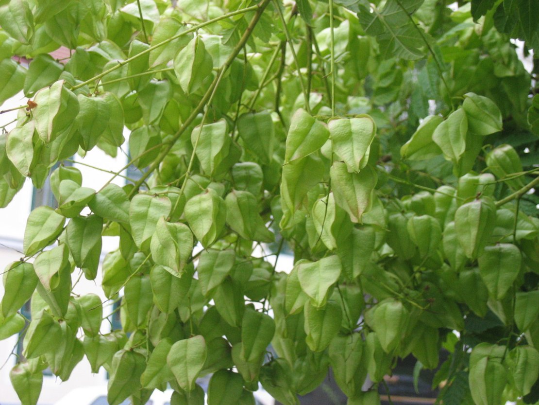 Früchte der Blasenesche