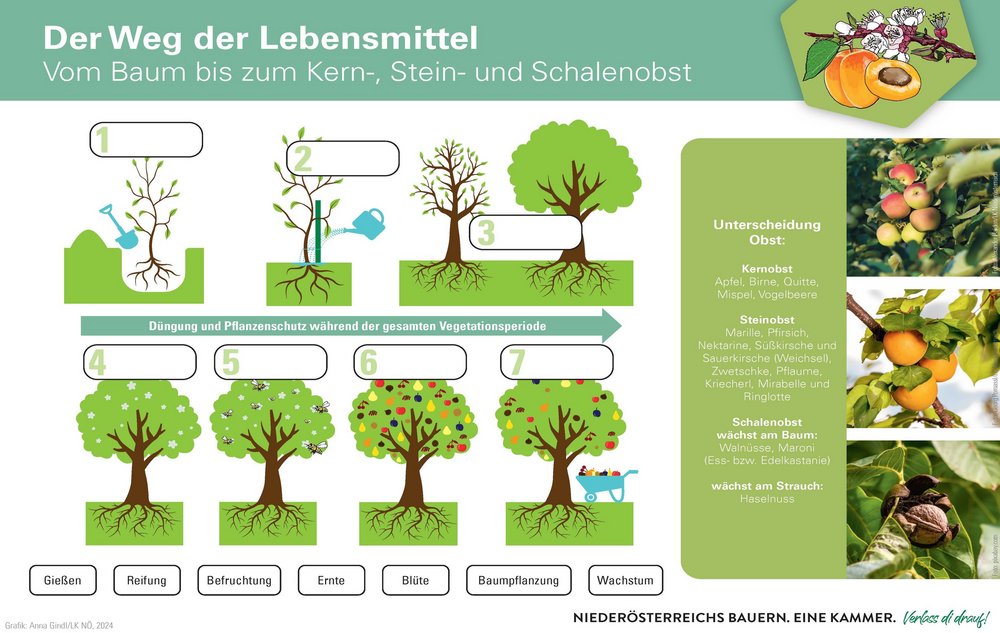 Arbeitsblatt Schule Weg der Lebensmittel von Kernobst, Schalenobst, Steinobst