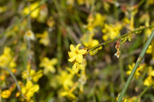 Blühender Winterjasmin