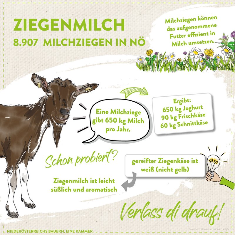 Ziegenmilch von Milchziegen aus NÖ