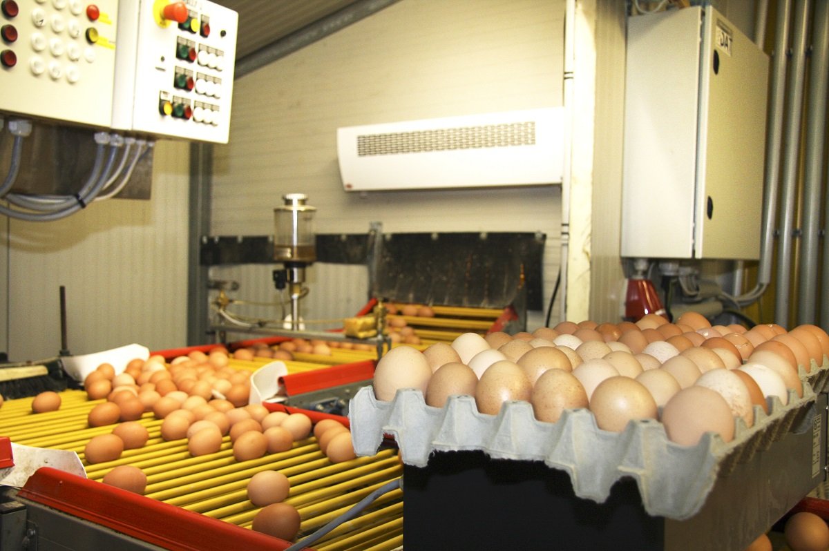 Eier auf Transportband und in Karton in der Produktion