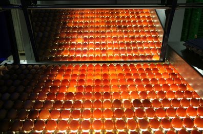 Bei der Durchleuchtung der Eier werden jene mit schweren sichtbaren Haarrissen und inneren Einschlüssen aussortiert. ©AMA Marketing