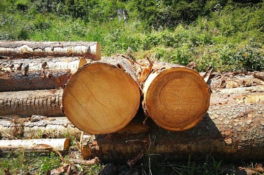 Holzstämme ©Eva Kail/LK Niederösterreich