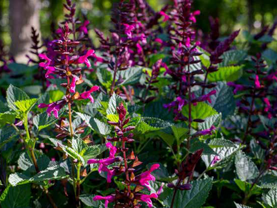 Bienensalbei ©Kientzler