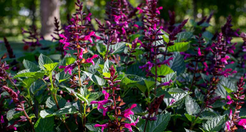 Bienensalbei ©Kientzler