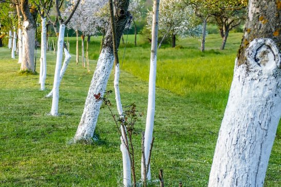 Ein heller Stammanstrich vermindert die Gefahr von Frostrissen, Pilzen und Schädlingen. ©pixabay