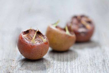 Drei Mispel liegen auf einem Holztisch