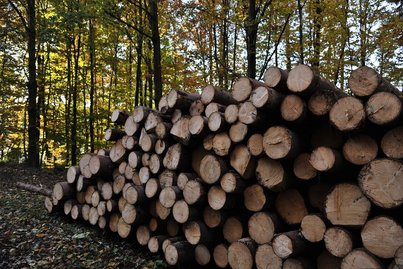 Sägeindustrie ©Fotoarchiv Forst/LK Niederösterreich