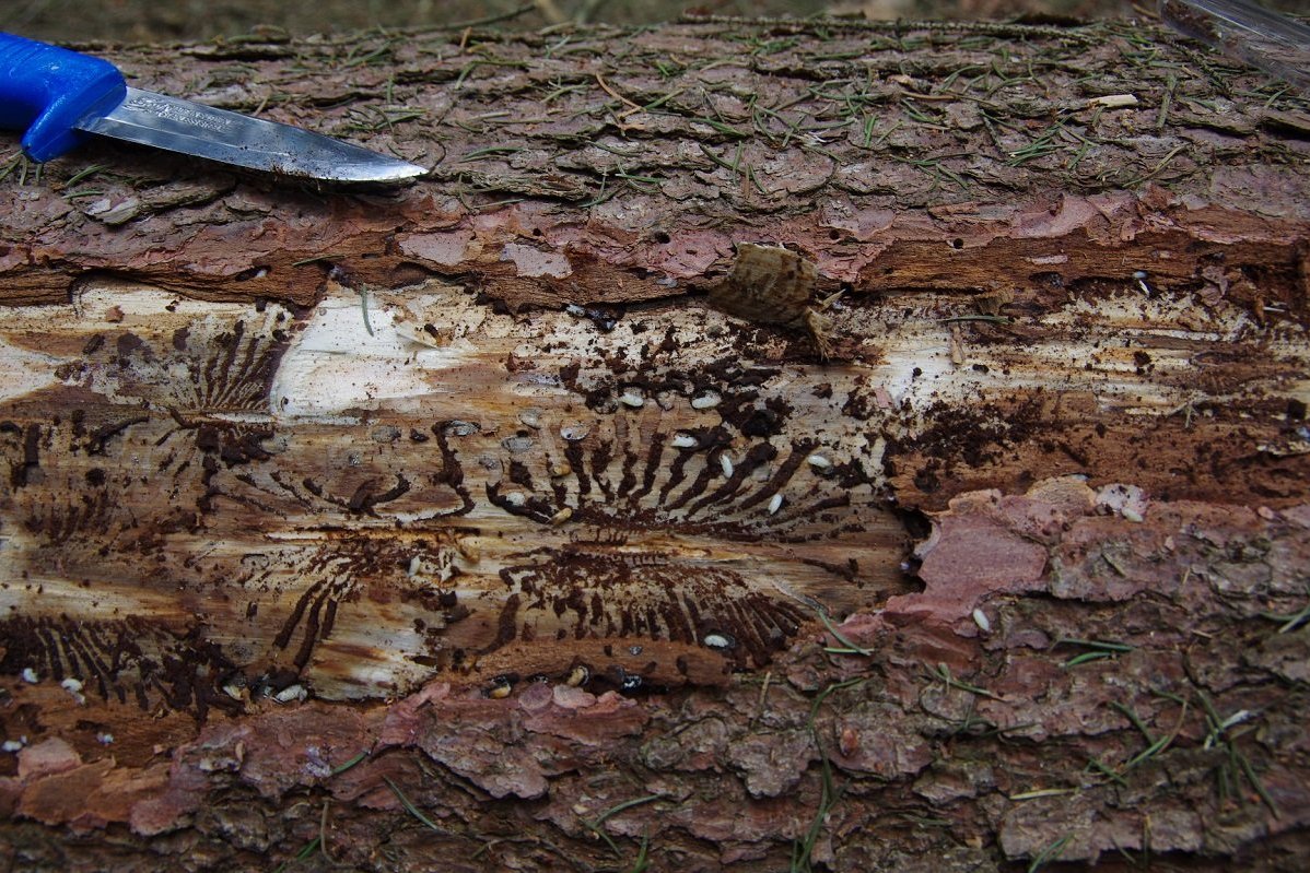 Schadbild Borkenkäfer ©Karl Schuster/LK Niederösterreich