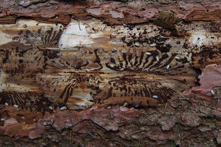 Schadbild Borkenkäfer ©Karl Schuster/LK Niederösterreich