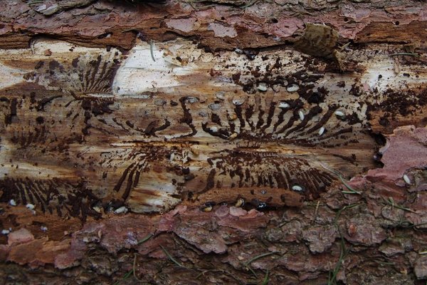 Schadbild Borkenkäfer ©Karl Schuster/LK Niederösterreich