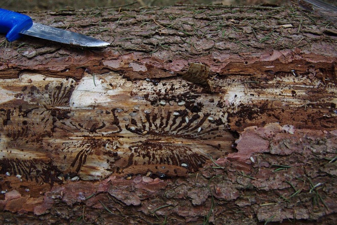 Schadbild Borkenkäfer ©Karl Schuster/LK Niederösterreich