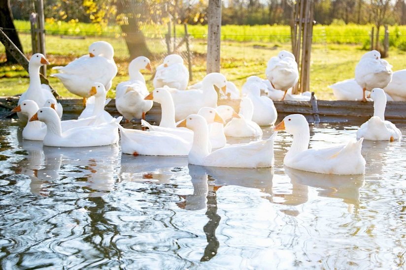 Weiße Gänse im Herbst schwimmen im Teich 
