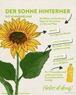 Infografik Sonnenblume; Stand: 08/2022