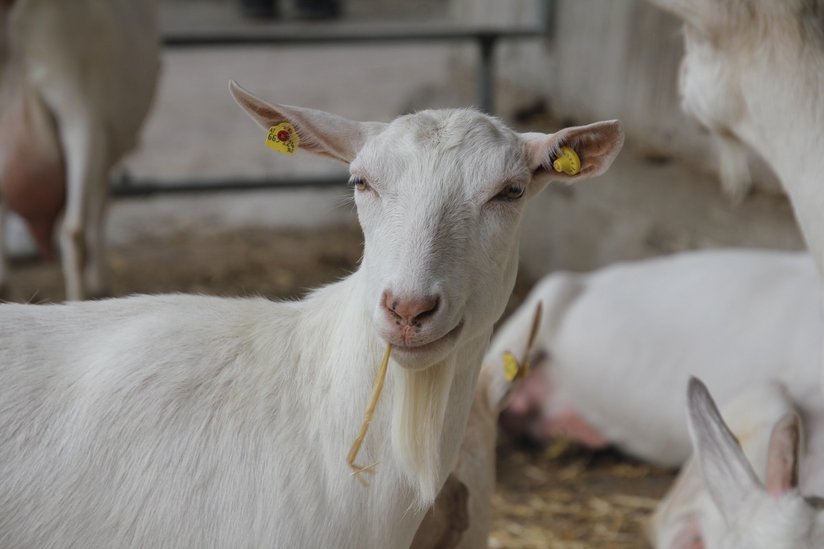 Ziegenhaltung ©Elisabeth Heidegger/LK Niederösterreich
