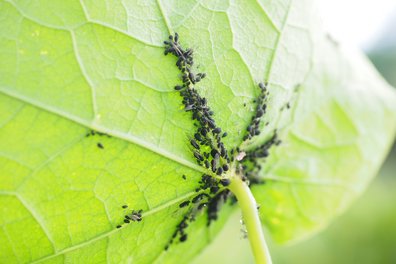 Schwarze Blattlaus ©pixabay