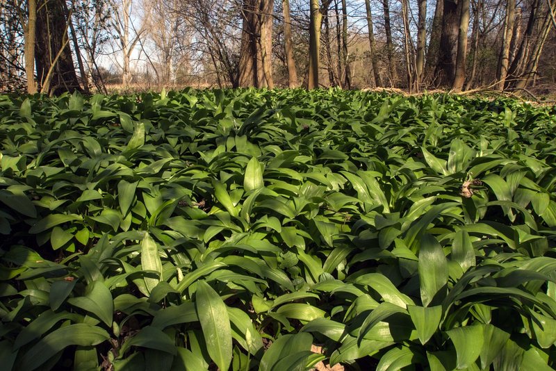 Bärlauch im Wald ©pixabay