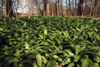 Bärlauch im Wald ©pixabay