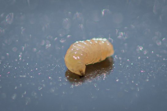 Larve Kirschfruchtfliege