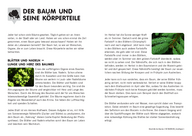 Baumkörperteile - Detailwissen