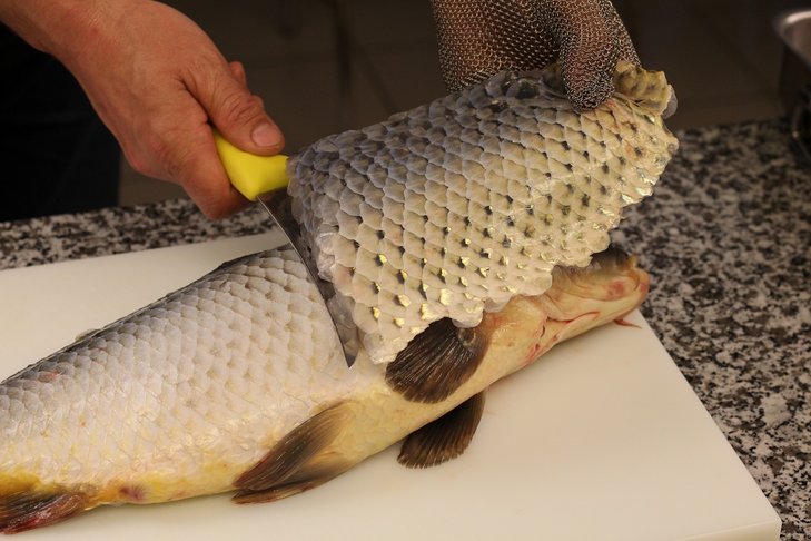 Karpfen schuppen ©Viktor Divos/Archiv Aqua