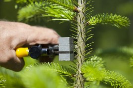 Dicke des Baumstammes messen ©www.weihnachtsbaum.at
