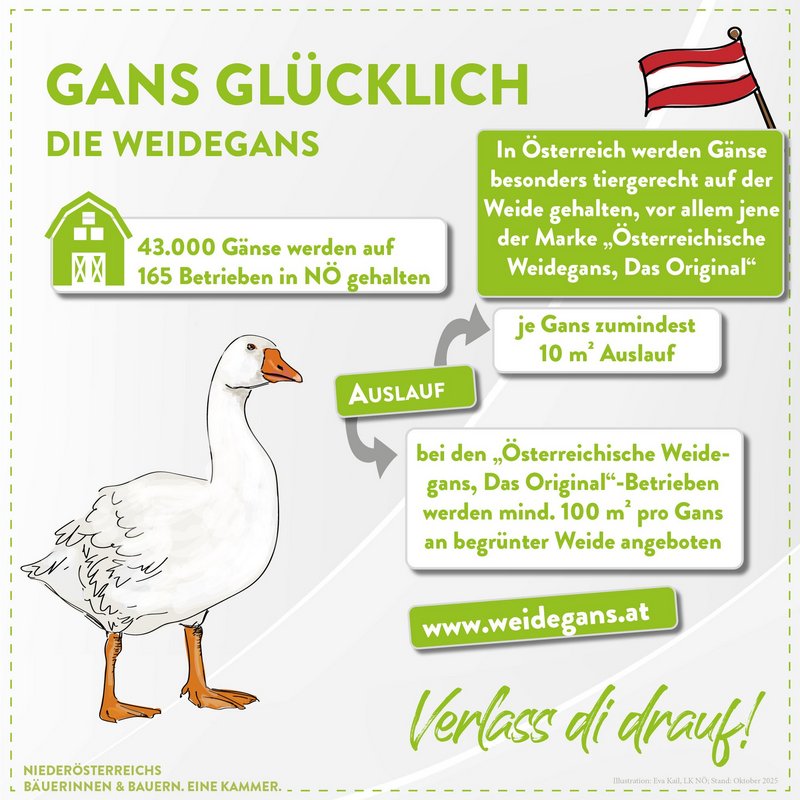 Weidegans aus Österreich