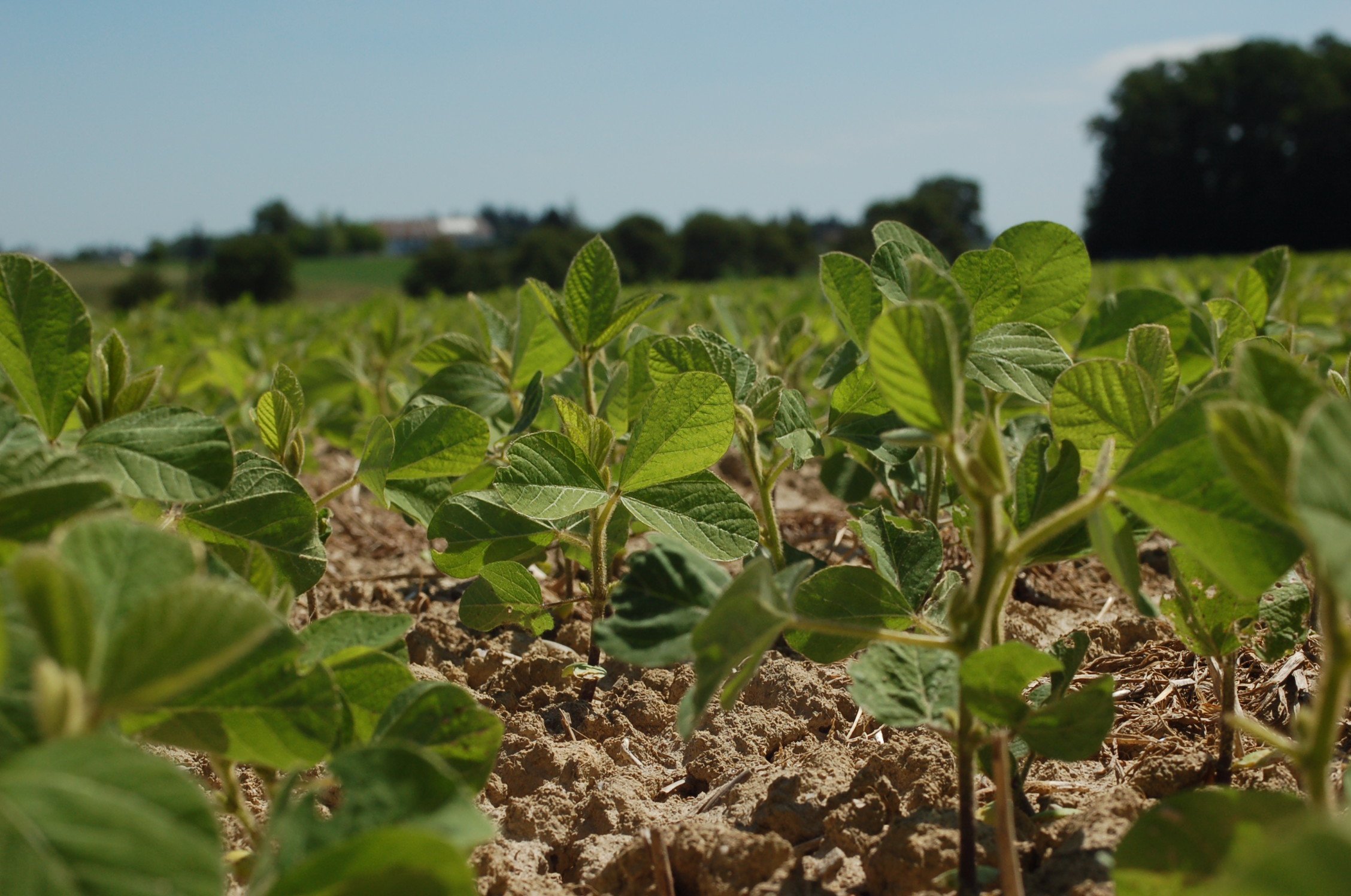 Soja Feldbegehung Krottendorf