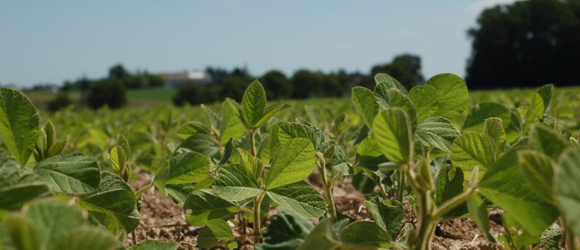 Soja Feldbegehung Krottendorf