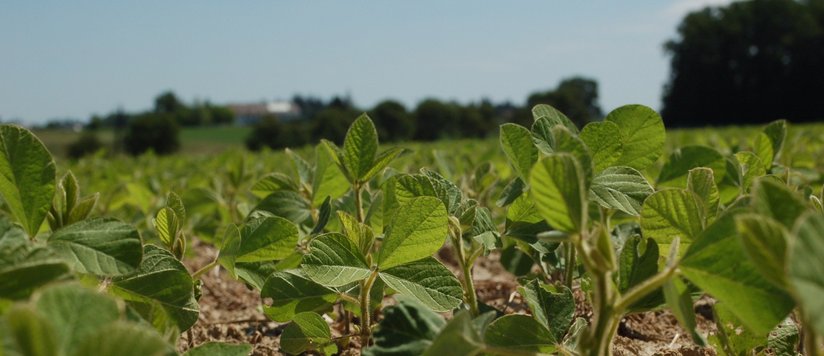 Soja Feldbegehung Krottendorf