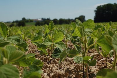 Soja Feldbegehung Krottendorf