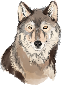 Illustration Wolf