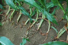 Schaden vom Maiswurzelbohrer